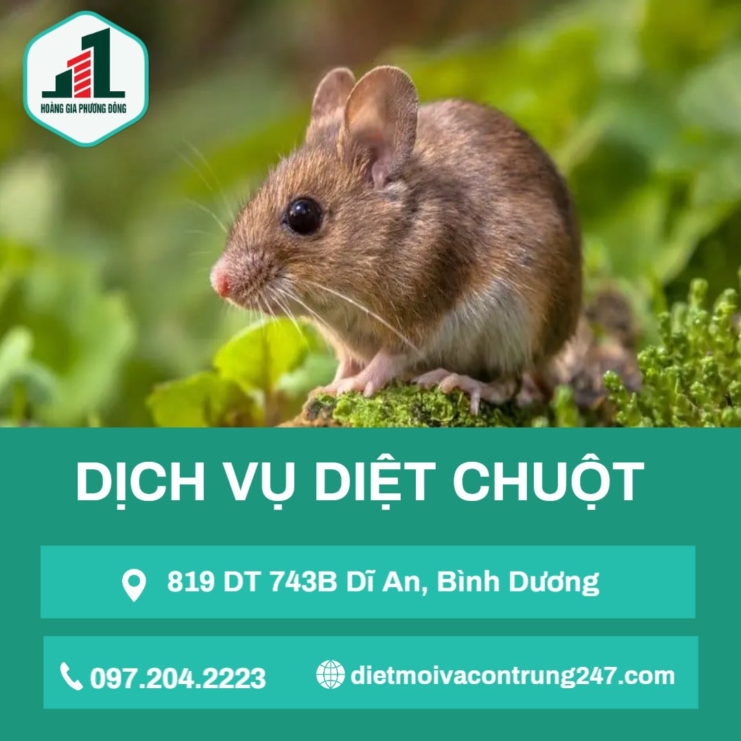 Dịch vụ diệt chuột